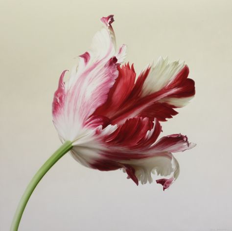 Red-White Parrot I - igor levashov Tulip Fever, White Parrot, Flower Tulip, Tulip Painting, Red And White Flowers, Flower Close Up, Parrot Tulips, Still Life Flowers, Botanical Painting