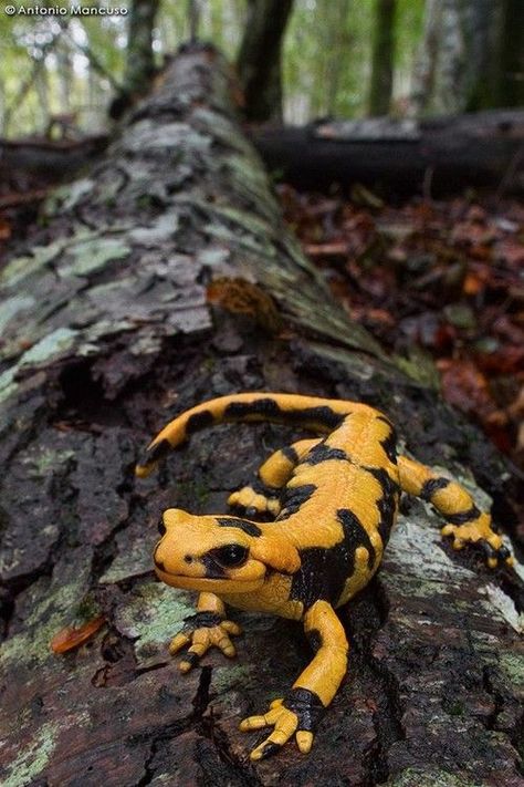 Italian Fire Salamander (Salamandra s. gigliolii) Fire Salamander, Amazing Frog, Salamanders, Crocodiles, Reptiles And Amphibians, Animals Of The World, Gecko, Amphibians, In The Woods