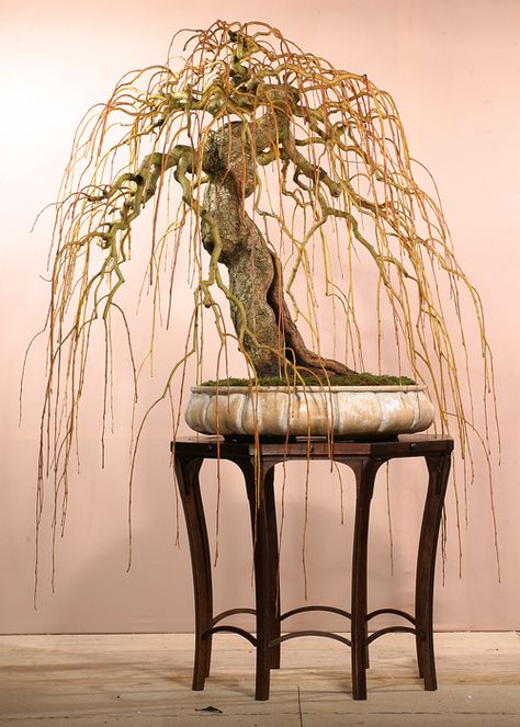 weeping willow. Simon Temblett Weeping Bonsai, Boom Kunst, Bonsai Styles, Live Tree, Weeping Willow, Bonsai Art, Miniature Trees, Bonsai Plants, Bonsai Garden