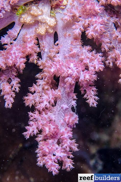 Pink Coral Reef, Kentucky Oaks, Hard Coral, Saltwater Aquarium Fish, Water Architecture, Sea Plants, Coral Tank, Soft Coral, Marine Aquarium