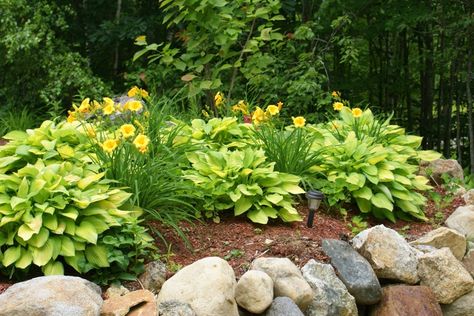 Hostas and Daylilies | Shade Garden | Pinterest | Lilacs Plants That Like Shade, Hosta Flower, Flower Garden Ideas, Shade Gardening, Daylily Garden, Shade Garden Plants, Natural Things, Pinterest Garden, Hosta Gardens