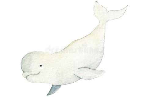 Beluga Whale Drawing, Baby Beluga, Beluga Whales, Whale Drawing, Watercolor Whale, Beluga Whale, Cute Doodles Drawings, Cute Animal Photos, Watercolor Animals