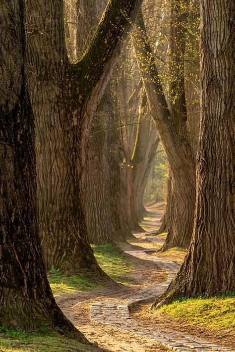 Spring — Lars van de Goor Nature Photography Trees, The Road Less Traveled, Forest Path, Beautiful Trees, Road Less Traveled, Tree Forest, Jolie Photo, Alam Yang Indah, Into The Woods