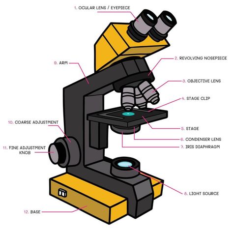 Vector of compound light microscope structure. Fill color on white background Light Microscope Drawing, Compound Light Microscope, Microscope Drawing, Light Microscope, Drawing Art, Vector Art, White Background, Art Drawings, Clip Art