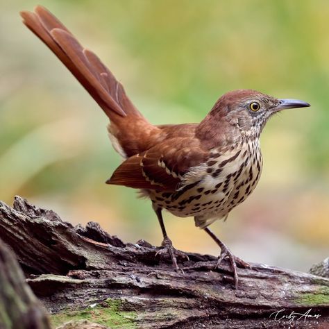 (2) Corby Amos Photography on X: "Brown Thrasher . https://t.co/1uMhIUvhfj . https://t.co/5097W1HYet . #birdphotography #birdwatching #BirdTwitter #twitterbirds #birdpics #BirdsofTwitter https://t.co/rqoXHO6yXe" / X Brown Thrasher Birds, Brown Birds, Bird Reference, Brown Thrasher, Picture References, Song Birds, Red Bank, Brown Bird, Bird Photos