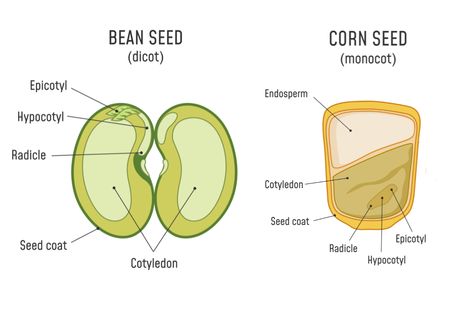 Understanding Seeds: What's Inside and How Germination Happens | The Seed Collection Science Board, Science Boards, Corn Seed, Healthy Seeds, Corn Plant, Seed Collection, Bean Seeds, Biology Notes, Seed Germination