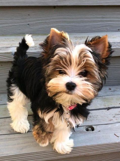 14 Haircut Decisions For Your Yorkshire Terrier | Page 3 of 3 | PetPress Chien Yorkshire Terrier, Yorkie Haircuts, Puppy Tips, Biewer Yorkie, Yorkshire Terrier Haircut, Apartment Dogs, Cele Mai Drăguțe Animale, Yorkie Terrier, Yorkshire Terriers