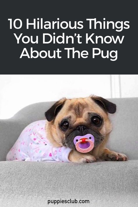 10-things-didnt-know-pug Pug Puppy Care, Baby Pugs Puppies, Pug Puppies Funny, Pug Training, Pug Facts, Adoption Tips, Teacup Pug, Pug Gifs, Pug Names