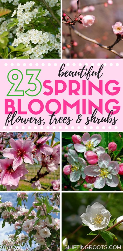 23 Beautiful Spring Blooming Perennial Flowers, Trees, and Shrubs Nontoxic Living, Spring Flower Garden, Spring Blooming Flowers, Rug Diy, Cold Lake, Patio Flowers, Spring Garden Flowers, Gardening Landscaping, Perennial Flowers