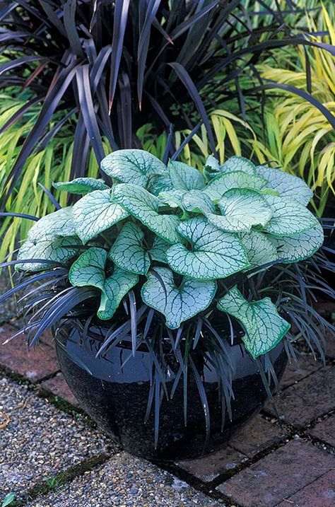 Ideas for Planting in Containers | Bressingham Gardens Brunnera Jack Frost, Container Perennials, Bressingham Gardens, Planting In Containers, Plants In Containers, Garden Displays, Gothic Garden, Best Perennials, Garden Nursery