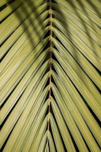 size: 12x8in Photographic Print: Tropical Leaf by Henrike Schenk : Tropical Branding, Form Exploration, Bali Studio, Branding Mood Board Inspiration, Aesthetic Nurse, Tropical Greenery, Natural Structures, Mood Images, Tropical Escape