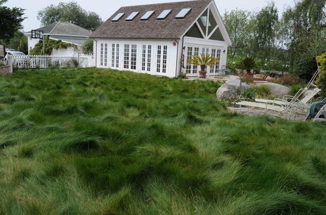 Native Mow Free grass - as seen at the Huntington Gardens. Patented fescue blend. Soil solutions. No Mow Grass, Lawn Alternatives, Water Wise, Native Garden, Grass Seed, Types Of Soil, Ground Cover, Drought Tolerant, Green Grass