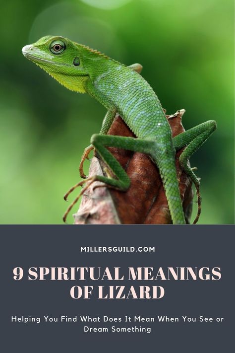 9 Spiritual Meanings of Lizard Lizard Symbolism Meaning, Spiritual Meaning Of Lizards, Lizard Spirit Animal, Lizard Tattoo Meaning, Lizard Spiritual Meaning, Lizard Symbolism, Baby Lizards, Animal Symbols, Lizard Types