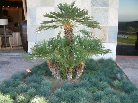 Chamaerops humilis - Mediterranean Fan Palm | PlantMaster Palm Springs Landscaping, European Fan Palm, Trees For Front Yard, Palm Trees Landscaping, Small Palm Trees, Backyard Trees, Ice Plant, Fan Palm, Sloped Garden