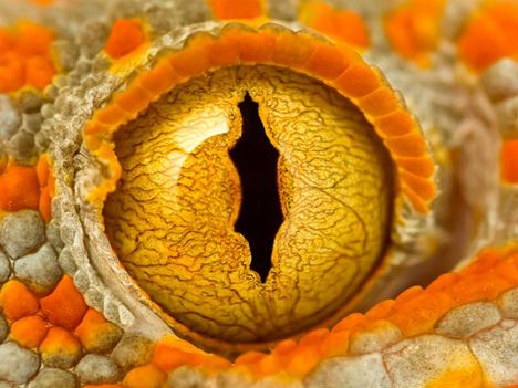 Gecko's eye, by Alan M.  Extreme Close-Ups: 16 Mind-Blowing Macro Nature Photos via @Webecoist Webecoist Macro Fotografia, Reptile Eye, Lizard Eye, Regard Animal, Foto Macro, Photo Macro, Eye Close Up, Extreme Close Up, Snake Eyes