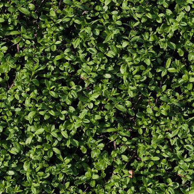 Seamless tileable hedge grass texture Grass Texture Seamless, Paper Texture Seamless, Dinner Ideas Chicken, Garden Illustrations, Mountain Texture, Dirt Texture, Grass Texture, Road Texture, Plant Texture