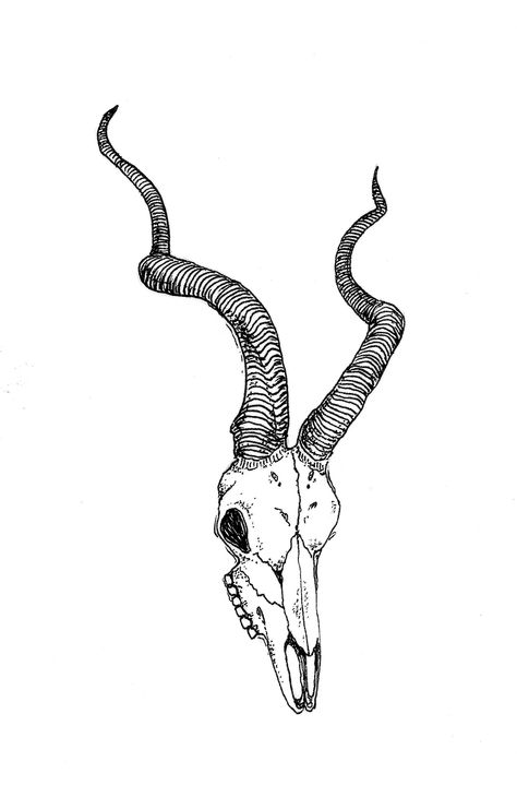 Antelope Skull Drawing, ink on paper, 2014 Animal Skull Drawing, Antelope Skull, Animal Skeletons, Handpoke Tattoo, Animal Skull, Drawing Tattoo, Tattoo Portfolio, Skull Drawing, Drawing Ink