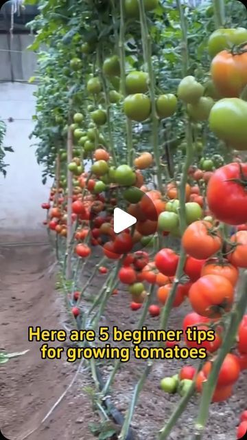 Home Gardening on Instagram: "5 beginner tips for growing tomatoes #garden #gardening #planting #farming #tomato" Grow Tomatoes In Pots, Green House Tomatoes, Tomato Planting Ideas, Tomato Growing Ideas, Vegetable Garden Hacks, Planting Tomatoes In Garden, Tomato Planter Ideas, Tomato Plants Growing Tips, Tomato Growing Tips