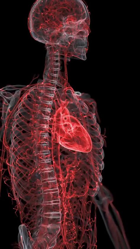 Science Optics (@scienceoptics) on Threads Anatomy Science, Stock Portfolio, Cardiovascular System, Human Heart, Cardiology, Medical, Science, Human