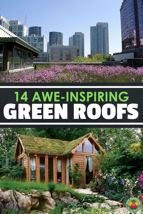 Looking to spice up your home with some natural decor?  Why not a green roof?  Homeowners, governments, and companies all over the world are starting to embrace the green roof movement.  Here are 14 pictures to inspire you to design your own green roof project. Roof Pictures, Green Roof Project, Green Roof Planting, Green Roof Design, Epic Gardening, Modern Homestead, Homestead Ideas, Farm Pictures, Green Roofs