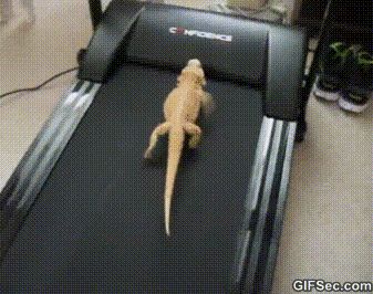 Have a Bearded Dragon that's fat and lazy.....here's a great way to get him/her moving