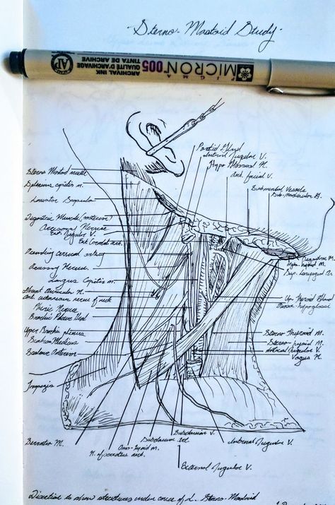 It's More Of A Drawing, But Someone Suggested My Anatomy Notes Would Be Of Interest Doctors Drawing, Medical Sketches, Neck Study, Anatomy Notes, Biology Diagrams, Medical Drawings, Medicine Notes, Productive Work, Basic Anatomy And Physiology