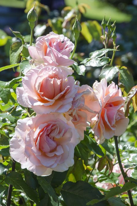 'Mother of Pearl' |Grandiflora rose. Introduced in 2006 by Meilland. | Flickr - © Clara Johnson Apricot Flowers, Mother Of Pearl Rose, Best Roses, Diy Rose, Types Of Roses, Magic Garden, Pearl Rose, Belle Rose, David Austin Roses