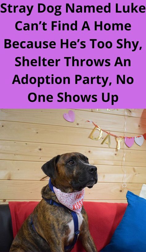 Stray Dog Named Luke ​​Can’t Find A Home Because He’s Too Shy, Shelter Throws An Adoption Party, No One Shows Up Dog Adoption Party, Shelter Dogs Adoption, Pakistani Boys, Pet Adoption Party, Cute Names For Dogs, Adoption Party, Cute Dog Photos, Stood Up, Baby Animals Pictures