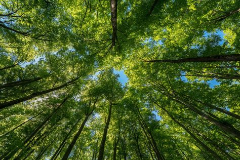 Look up in the dark and green forest by Dreamy Pixel on @creativemarket Dark Green Aesthetic Landscape, Forest Aesthetic Landscape, Desktop Wallpaper Aesthetic Green, Green Forest Wallpaper, Oak Forest, Forest Background, Wallpaper Dekstop, Tropical Climate, Forest Wallpaper