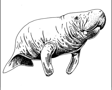 Manatee Outline, Manatee Drawing, Sealife Drawing, Pen Arts, Manatee Art, Pond Animals, Woodburning Ideas, Eagle Painting, Sea Cow