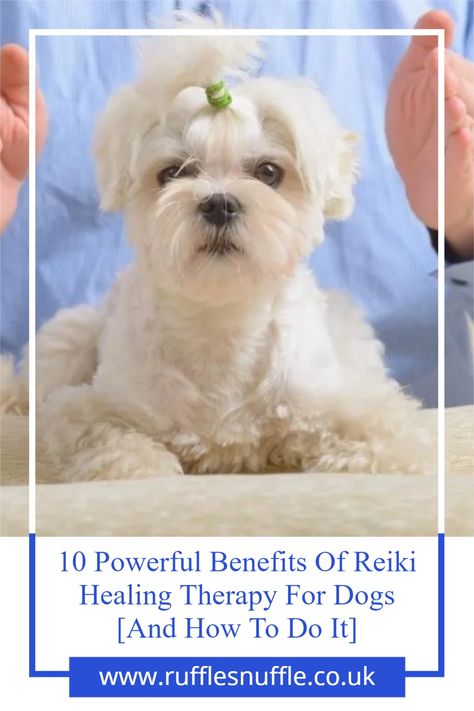 Reiki For Dogs, Dog Reiki, Benefits Of Reiki, Pet Healing, Dog Life Hacks, What Is Reiki, Reiki Room, Animal Reiki, Reiki Practitioner