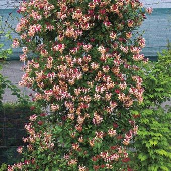 Fragrant Cloud Honeysuckle from Spring Hill Nursery Climbing Plants Trellis, Honeysuckle Plant, Honeysuckle Vine, Spring Hill Nursery, Climbing Flowers, Magenta Flowers, Garden Vines, Trellis Plants, Peaches And Cream