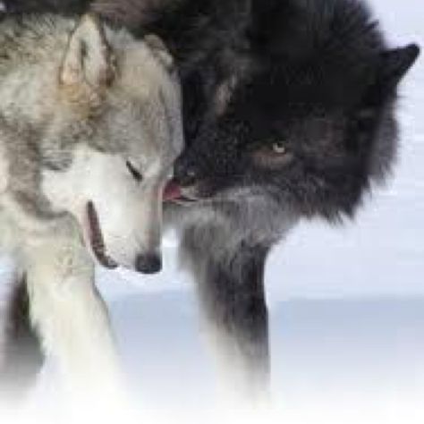 Fact: Wolves are one of the few animals that mate for life.