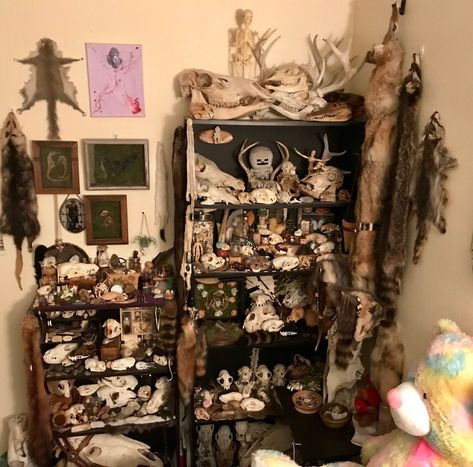 Room Aesthetic White, Bone Collecting, Desenhos Van Gogh, Hippie Bedroom Decor, Oddities Decor, Taxidermy Decor, Hippie Bedroom, Taxidermy Art, Vulture Culture