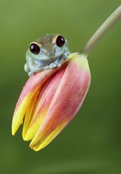 Alien Black-eyed Monkey Tree Frog ~ Photography by AnimalExplorer ... Black Eyed Tree Frog, Frog Photography, Frog Drawing, Tree Frog, Tree Frogs, Black Eyed, Reptiles And Amphibians, Cute Frogs, Dragonflies