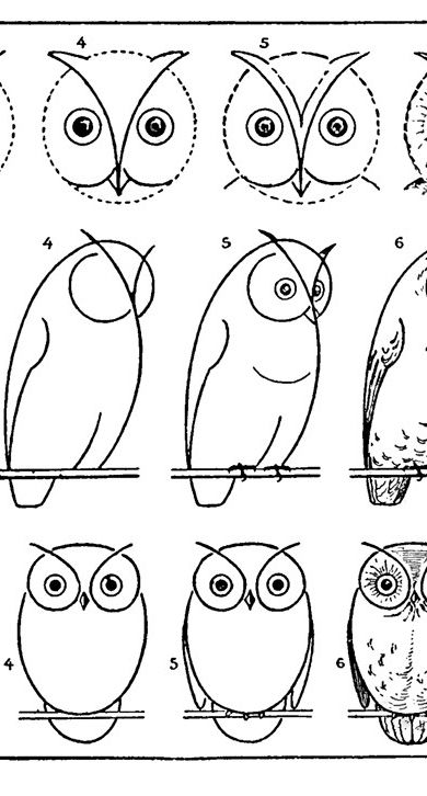 Free Vintage Printable How to Draw Owls Activity Page. Graphics Fairy Owl Drawing Simple, Draw An Owl, Painted Rock Animals, Drawing Lesson, Cute Illustrations, Cool Pencil Drawings, Owls Drawing, Owl Crafts, Painted Rocks Diy