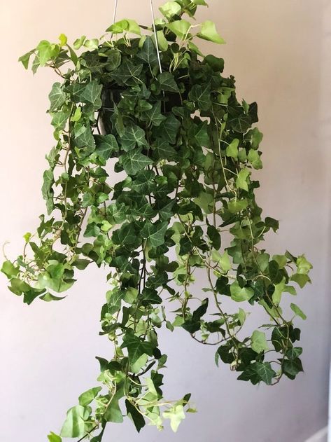 English Ivy plant with long vines of green, leathery, lobed leaves English Ivy Plant, Ivy Plant, Air Cleaning Plants, Air Purifying House Plants, Live House Plants, Household Plants, English Ivy, Ivy Plants, Hanging Plants Indoor