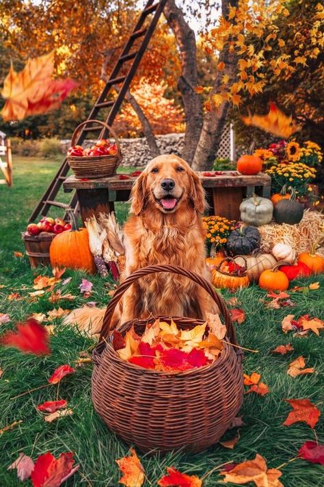 Aesthetic Fall Vibes, Cozy Fall Aesthetic, Thanksgiving Pictures, Classy Girls Wear Pearls, Thanksgiving Wallpaper, Fall Dog, Classy Girl, Best Dog Breeds, Aesthetic Fall