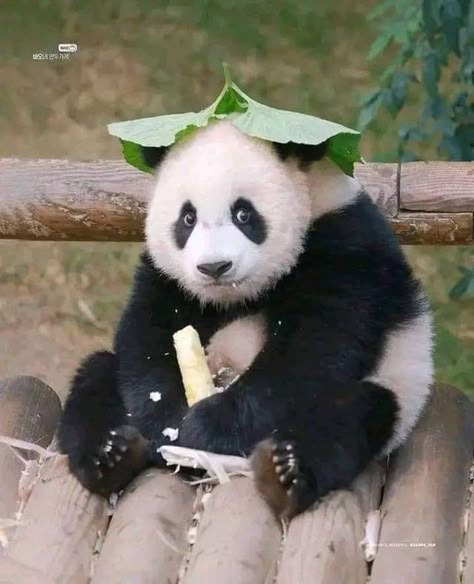 Fat Panda, Funny Panda Pictures, Cute Pandas, Big Panda, Panda Cute, Baby Panda Bears, Happy Panda, Panda Baby