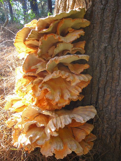 Chicken of the Woods: An Edible Mushroom that's Easy to Identify and Forage Edible Grass, Chicken Of The Woods, Diy Curb Appeal, Edible Mushrooms, Gardening Trends, Perennial Shrubs, Planting Hydrangeas, Garden Animals, Gardening 101