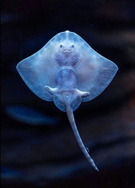 The underside of a juvenile Thornback Ray (Raja clavata) Underwater Animals, Save Our Oceans, Beautiful Sea Creatures, Underwater Life, 3d Modelle, Ocean Conservation, Marine Animals, Ocean Creatures, Ocean Animals