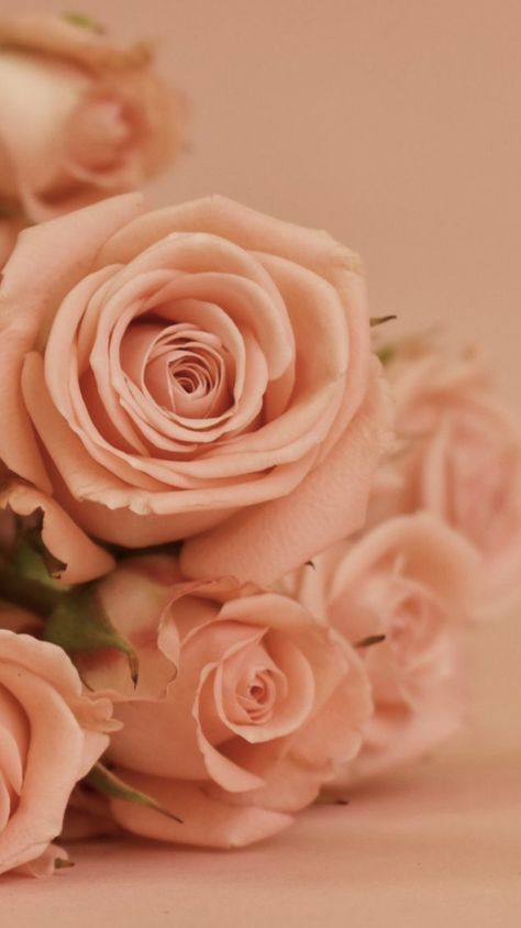 Pink Rose Wallpaper, Spring Aesthetic Wallpaper, Android Wallpaper Dark, Peach Aesthetic, Planets Wallpaper, Peach Trees, For Wallpaper, Flower Background Wallpaper, Peach Flowers