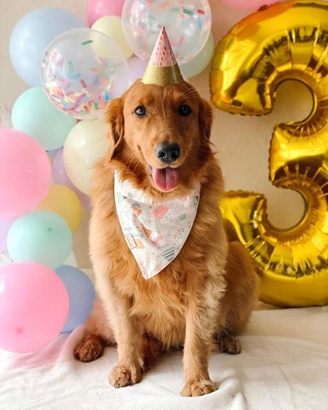 Pet Birthday Ideas, Dog Birthday Photoshoot, Dog Birthday Pictures, Golden Retriever Birthday, Birthday Dogs, Dog Themed Birthday Party, Nemo Birthday, Dogs Birthday, Pet Birthday