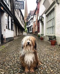 Tibetan Terrier Puppy, Tibet Terrier, Dog Types, Surrounded By Love, Every Dog Breed, All Breeds Of Dogs, Dog Stocking, Cutest Puppies, Tibetan Terrier