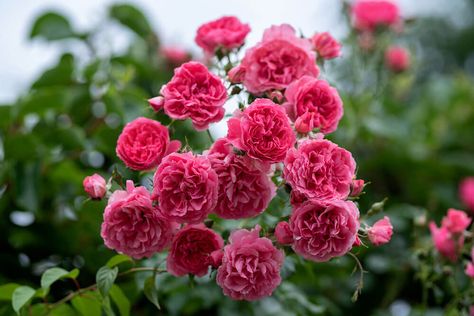 Rosa Arborose Laguna Lady Banks Rose, Red Climbing Roses, Types Of Climbing, Heirloom Roses, Powdery Mildew, Rose Fragrance, Parts Of A Plant, Climbing Roses, Blooming Rose