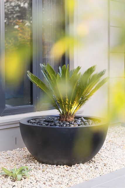 Cycad in feature pot | New Home Landscapes | Flickr Tropical Backyard Landscaping, Front Landscape, Pebble Garden, Tropical Backyard, Potted Plants Outdoor, Casa Country, Plants Outdoor, Front Deck, Instagram Autumn