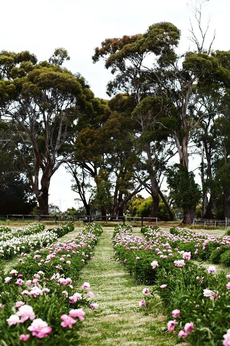 Garden Ideas Australia, Grow Peonies, Peony Farm, Planting Peonies, Growing Peonies, Small Courtyard Gardens, Cottage Garden Design, Australian Garden, Farm Tour