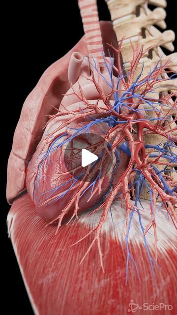 SciePro on Instagram: "🌬️💓 Dive into the Rhythm of Life: Breathing Lungs, Beating Heart, and Moving Diaphragm 🌬️💓   Explore the fascinating synchronization between the lungs, heart, and diaphragm in our latest animation.   Watch how each breath inflates the lungs, how the heart pumps blood, and how the diaphragm facilitates breathing, all in perfect harmony.   Perfect for health enthusiasts, medical students, and anyone curious about the human body’s natural symphony.   #CardioRespiratory #HeartAndLungs #DiaphragmMovement #MedicalEducation #SciePro #diaphragm #lung #cardiology #heart #3d #unity #madewithunity #cardio #physio #breathing #anatomy #med #medical #meded #respiratory #medstudent #study" Heart Lung Machine, Heart Pumping Animation, Human Heart Beat Video, Heart Beat Video, Heart Pumping Blood, Human Body Videos, Heart Blood Flow, 3d Animation Videos, Lungs Anatomy