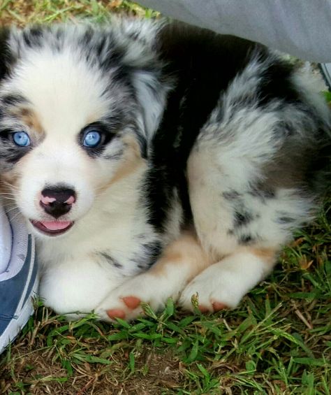 Bodi Blue Merle Australian puppy Australian Puppies, Blue Merle, Australian Shepherd, Adorable Animals, Baby Animals, Husky, Cute Dogs, Kittens, Cute Animals