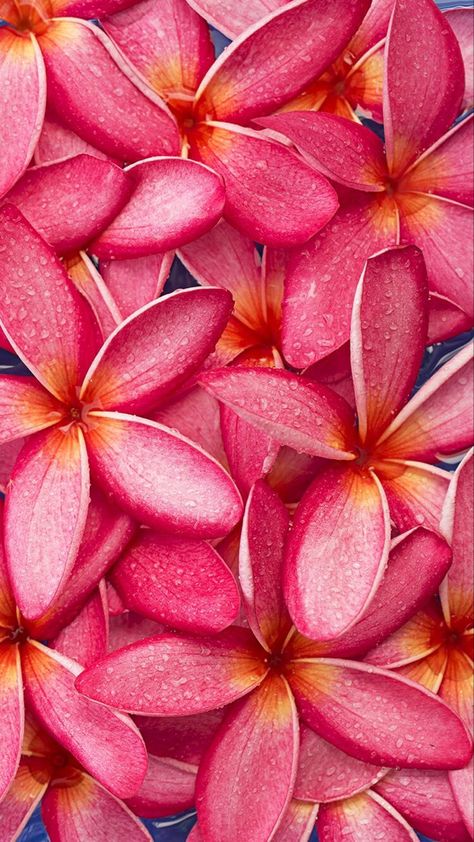 Frangipani Wallpaper, Wallpaper Iphone Flowers, Nature Wallpaper Iphone, Youtube Background, New Nature Wallpaper, Pink Board, Wallpaper Best, Nature Iphone Wallpaper, Plumeria Flowers